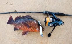 3 Piece Okuma Cerros 7ft 2-4kg Travel Spin Rod - Graphite Spinning Fishing Rod -Fishing Shop CER S 703ML 16602167 571d 4f60 9e86 a28e22ac76db